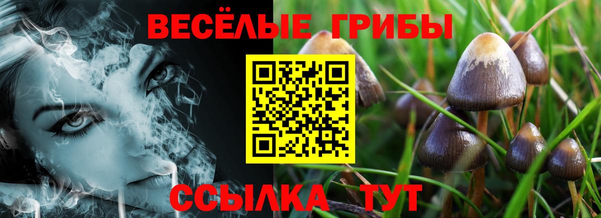 Пенза  Псилоцибиновые грибы Psilocybe  Вход с VPN 